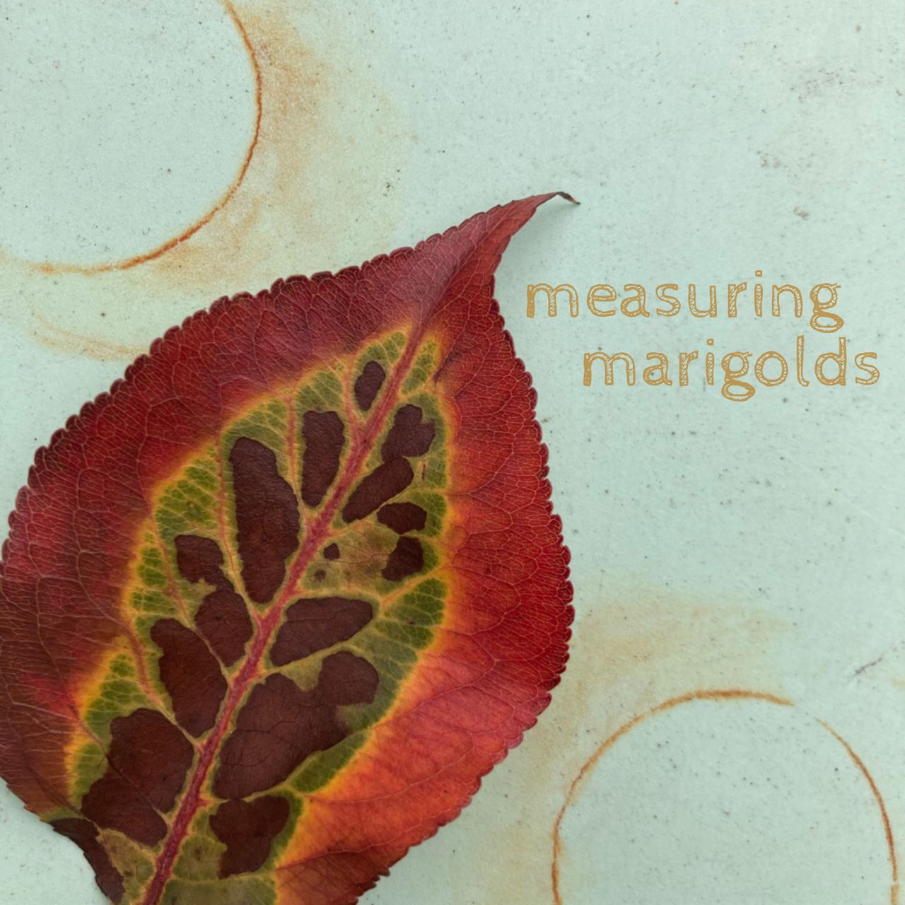 A variegated red, green, brown, and yellow leaf on a light blue background with what appear to be coffee stains.